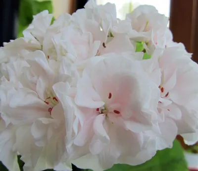 Пеларгония королевская Jasmin (белый с лиловым центром) V1,0-1,5л 390 руб.  AGRO4471