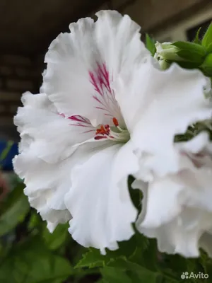 Пеларгония королевская Элеганс Николетт Pelargonium grandiflora Elegance  Nicolette (Укорененный черенок)