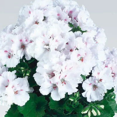 Double White