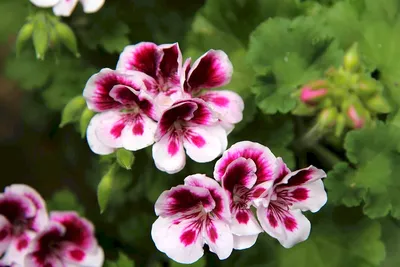 Пеларгония королевская «Candy Flowers Bicolor»: купить недорого с доставкой  — Крокус-ВЛ