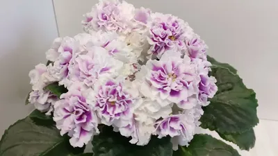 Королевская пеларгония Мона Лиза белая (герань) купить в Калининграде |  Товары для дома и дачи | Авито