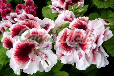 https://www.garshinka.ru/blog/korolevskaya-pelargoniya-ukhod-i-vyraschivanie-v-domashnikh-usloviyakh