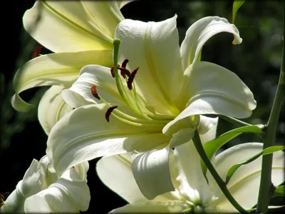 Белая королевская лилия Blossomed в саде на солнечный летний день Стоковое  Изображение - изображение насчитывающей предмет, природа: 115383585
