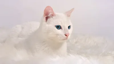 Белая кошка в полный рост, скачать в формате jpg