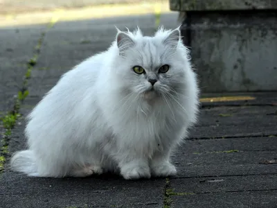 Гламурная белая кошка с жемчужным ожерельем на шее