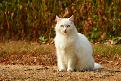 Пышный белоснежный кот с голубыми глазами, картинка