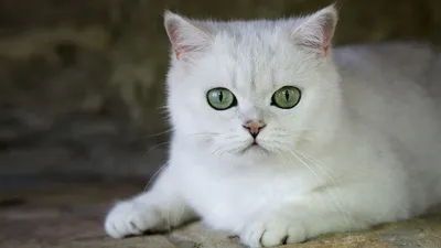 Изящная белая кошка с голубыми глазами, jpg