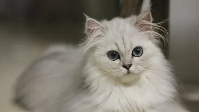 Пристальный взгляд белой кошки, фотография