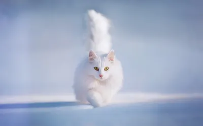 Белая кошка с рассеянным взглядом, скачать бесплатно