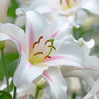 Белая лилия цветок фото