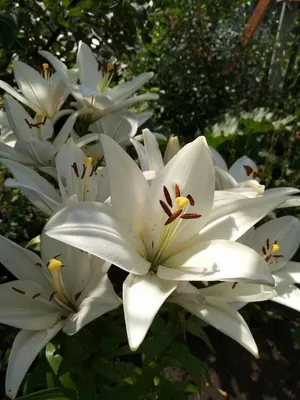 Белая лилия, цветок, внимание к …» — создано в Шедевруме