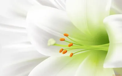 Лилии цветы садовые многолетние- посадка, размножение и уход. | Советы  дачника и цветовода | Дзен