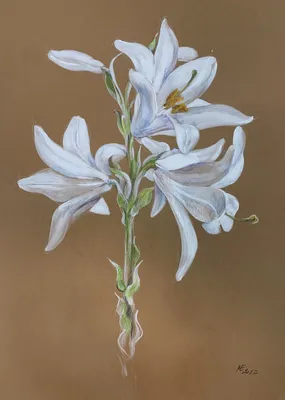 Букет белая лилия