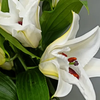 большая белая лилия в темноте, картина лилии, Лили, цветы фон картинки и  Фото для бесплатной загрузки