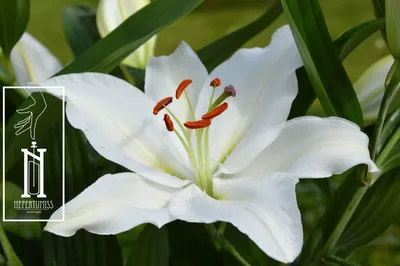 Цветы «Лилия белая» с доставкой