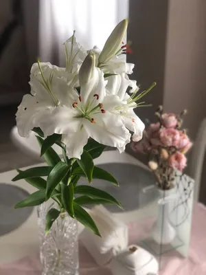 Бесплатное изображение: Белая Лилия, цветок, Лепесток, лист, Сад, пестик,  подробно, красивые, природа, белые
