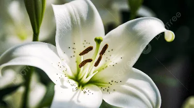 Белая Лилия Цветок Цветочный - Бесплатное фото на Pixabay - Pixabay