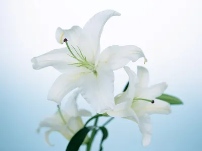 Лилия крупная белая