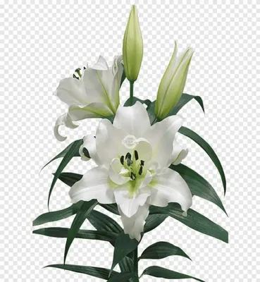 Лилия ветвь белая 103 см купить Искусственные цветы недорого доставка по  Москве бесплатно