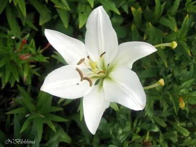 белая лилия цветок в цвете, белая лилия, Hd фотография фото, цветок фон  картинки и Фото для бесплатной загрузки