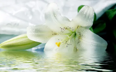 Белая лилия — Фото №196454