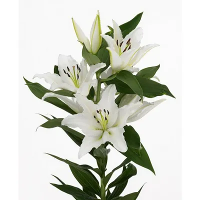 Купить «Лилия белая» в Надыме - «Флоренция»