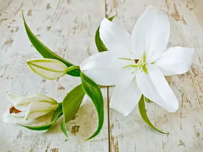 Бесплатное изображение: цветок, белая лилия, макро, лето, природа, флора,  растения, Крытый