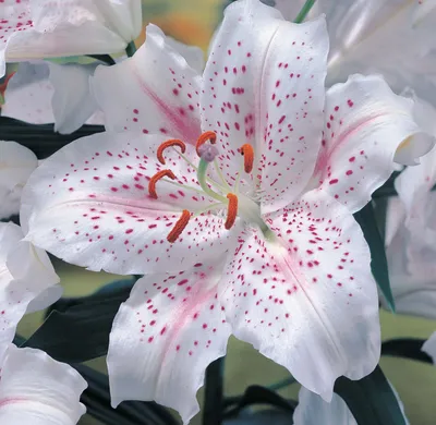 белая лилия в саду. лилии лилии лилии - это генус растительных растений,  выращиваемых из луковиц. Стоковое Изображение - изображение насчитывающей  промахов, трава: 230528609
