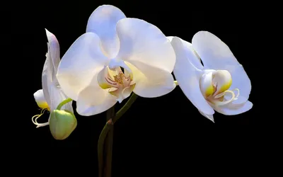 Белая орхидея фото фотографии
