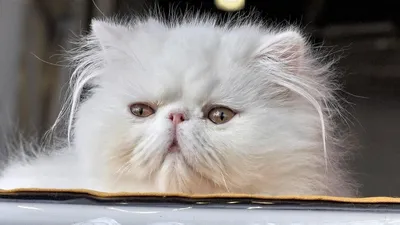 Белая персидская кошка фотографии
