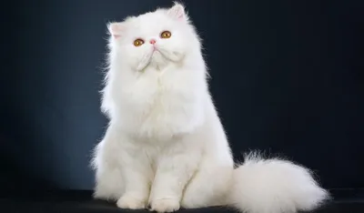Изображение белой персидской кошки в формате png