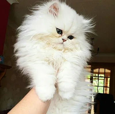 Белая персидская кошка: фото для всех любителей