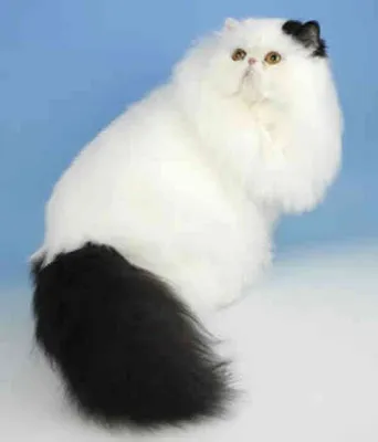 Фон с изображением белой персидской кошки
