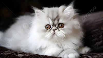 Белая персидская кошка: обои для вашего устройства