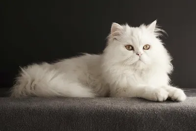 Фото белой персидской кошки для скачивания
