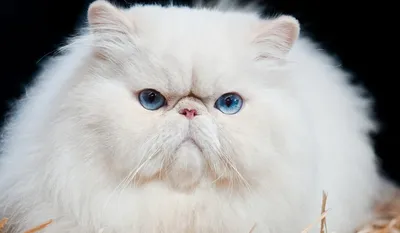 Фото белой персидской кошки: скачивайте в webp