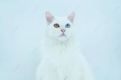 Потрясающий фон с изображением белой персидской кошки
