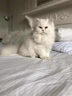 Фотография белой персидской кошки для вашего профиля