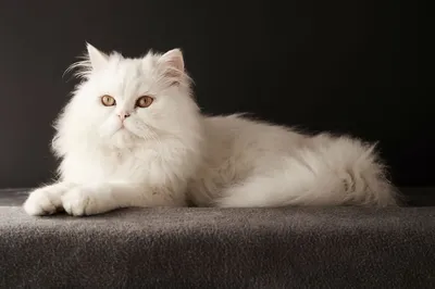Великолепная белая персидская кошка на фотографии