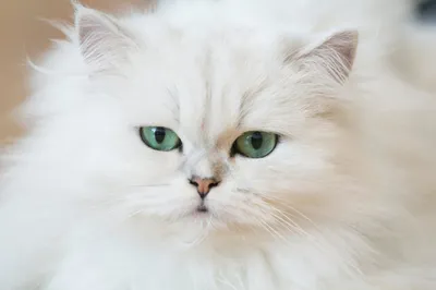 Белая персидская кошка в удивительных кадрах