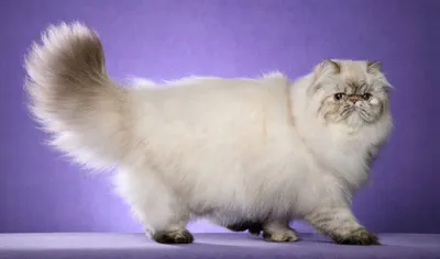 Фото кошки: прекрасная белая персидская порода