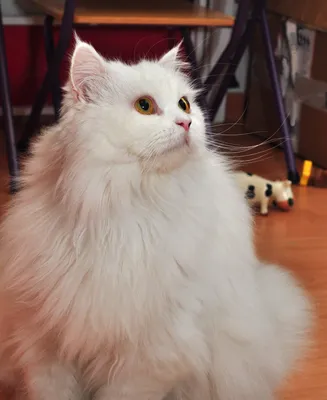 Белая персидская кошка: обои на все случаи жизни