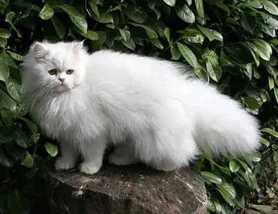 Восхитительные фото белой персидской кошки