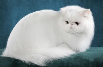 Фотография белой персидской кошки в png формате