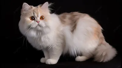 Белая персидская кошка: красивая картинка для всех
