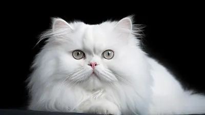 Фото, обои, картинка: белая персидская кошка ждет вас