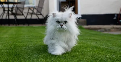 Фотография белой персидской кошки в хорошем качестве