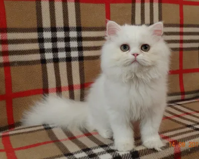 Чудесная белая персидская кошка в картинках
