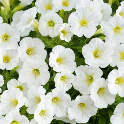 Littletunia™ White Petunia Plant