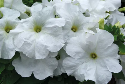 Petunia Limbo White – Premier Growers, Inc.